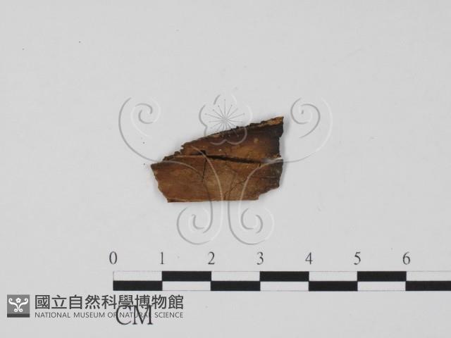 登錄號:F0011953藏品圖，第1張