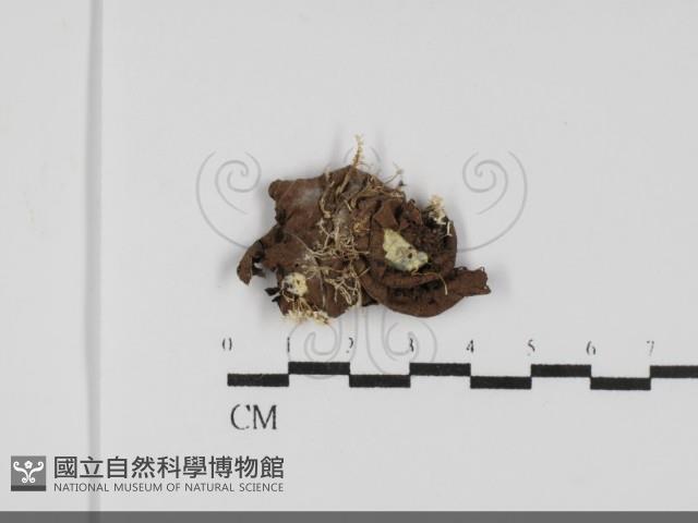 登錄號:F0031953藏品圖，第1張
