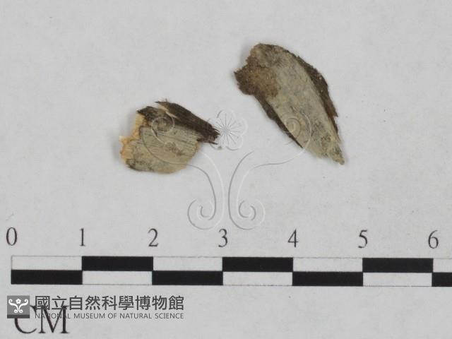 登錄號:F0024953藏品圖，第1張