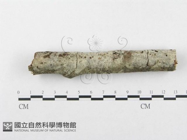 登錄號:F0002953藏品圖，第1張