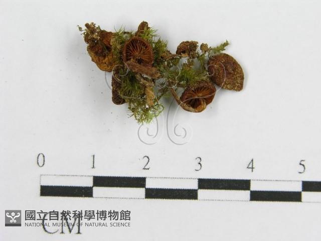登錄號:F0012953藏品圖，第1張