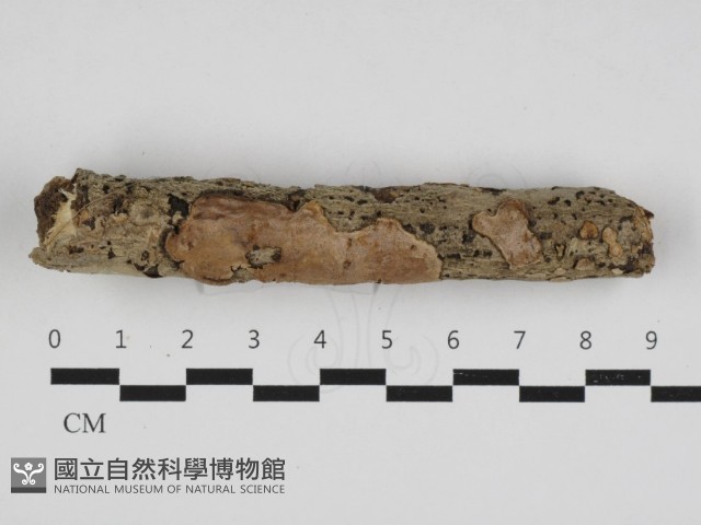 刺皮菌屬藏品圖，第1張