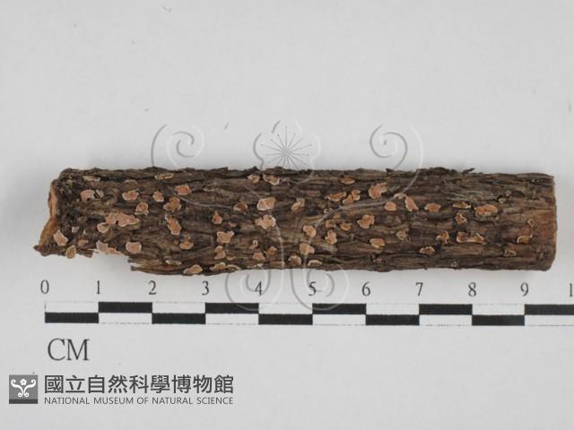 盤革菌屬藏品圖，第1張