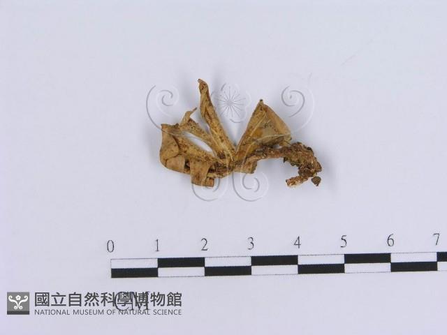 登錄號:F0007953藏品圖，第1張