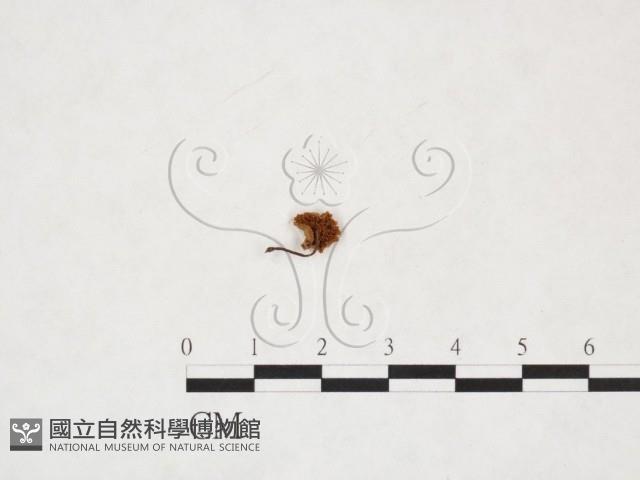 登錄號:F0025953藏品圖，第1張