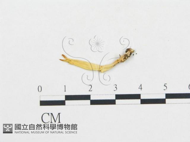 登錄號:F0015953藏品圖，第1張