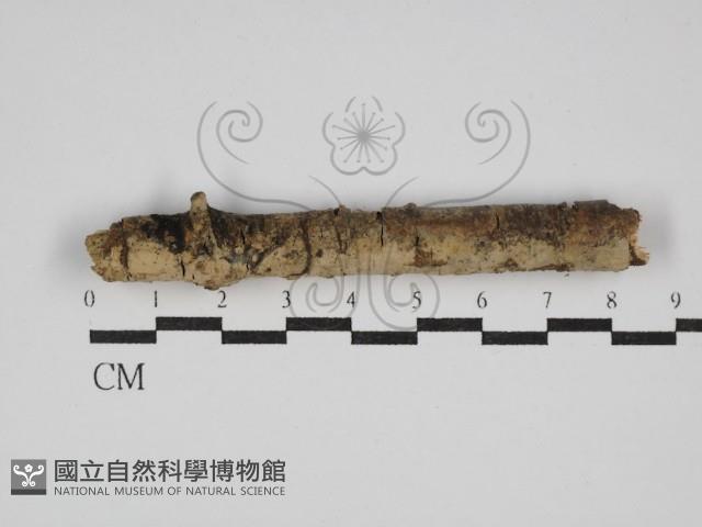 登錄號:F0029953藏品圖，第1張