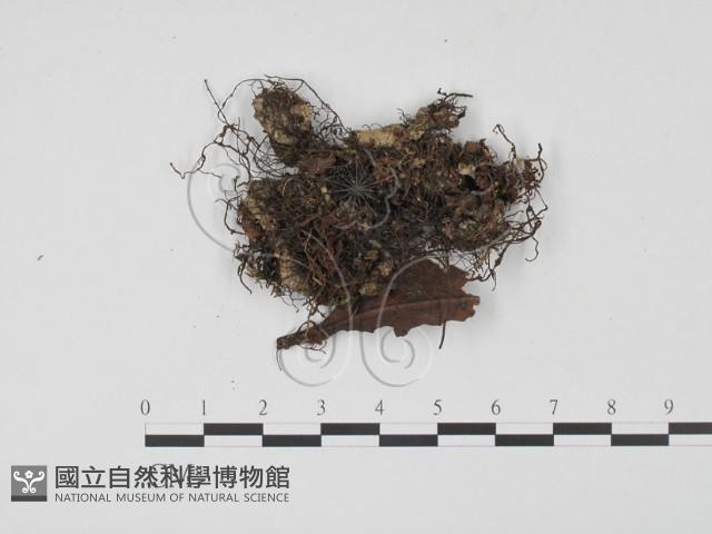 登錄號:F0009953藏品圖，第1張