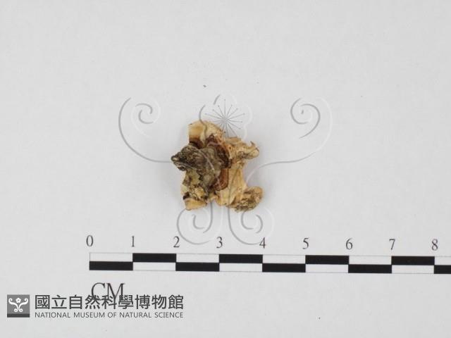 栓菌屬藏品圖，第1張