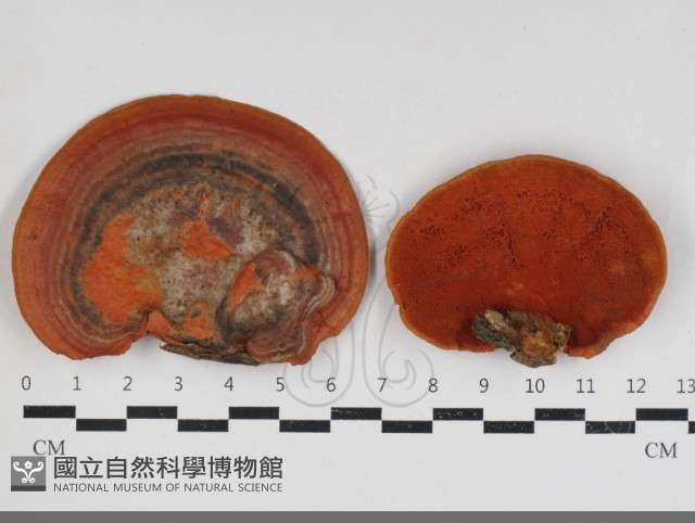 血紅密孔菌藏品圖，第1張