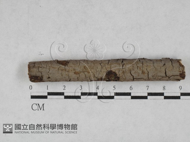 刺革菌屬藏品圖，第1張