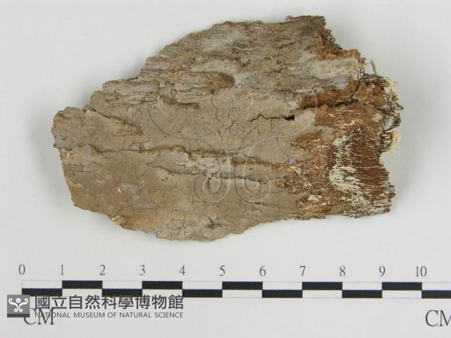 登錄號:F0008653藏品圖，第1張