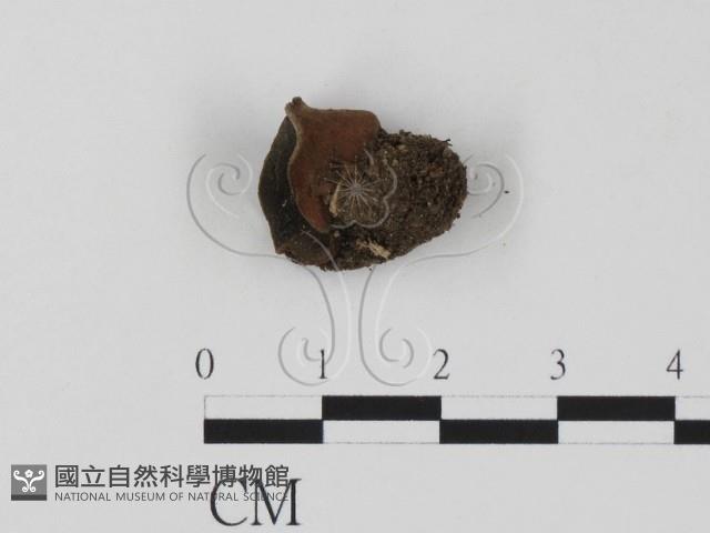 登錄號:F0018653藏品圖，第1張