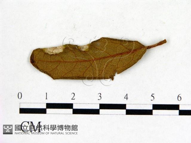 登錄號:F0020653藏品圖，第1張