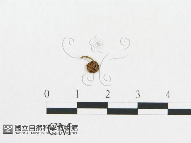 登錄號:F0010653藏品圖，第1張