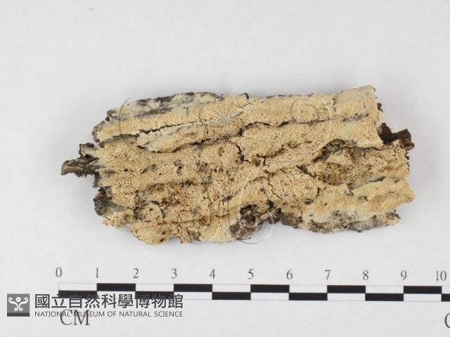 登錄號:F0026653藏品圖，第1張