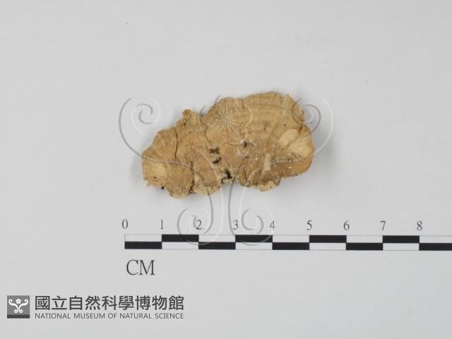 登錄號:F0006653藏品圖，第1張