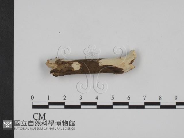 登錄號:F0016653藏品圖，第1張