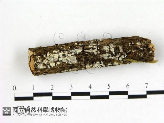 冇骨消絲齒菌藏品圖，第1張