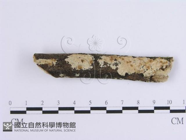 登錄號:F0001653藏品圖，第1張