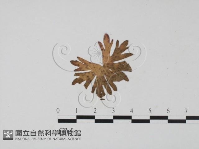 登錄號:F0011653藏品圖，第1張