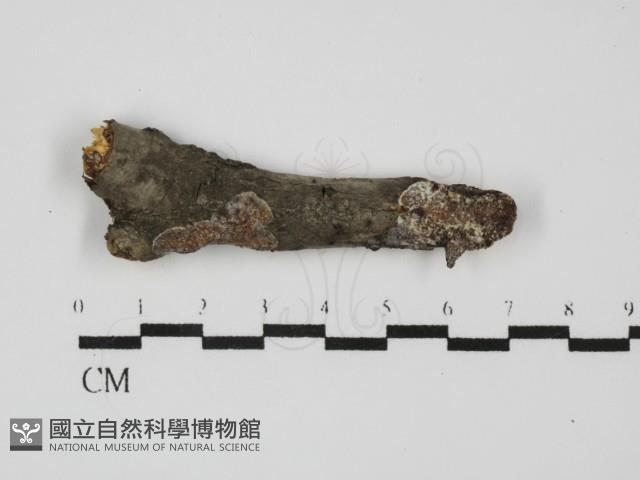 登錄號:F0031653藏品圖，第1張
