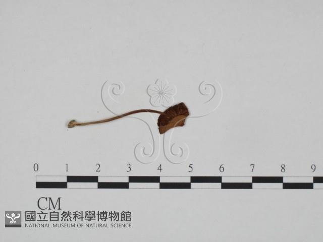 登錄號:F0024653藏品圖，第1張