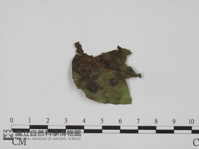 登錄號:F0004653藏品圖，第1張