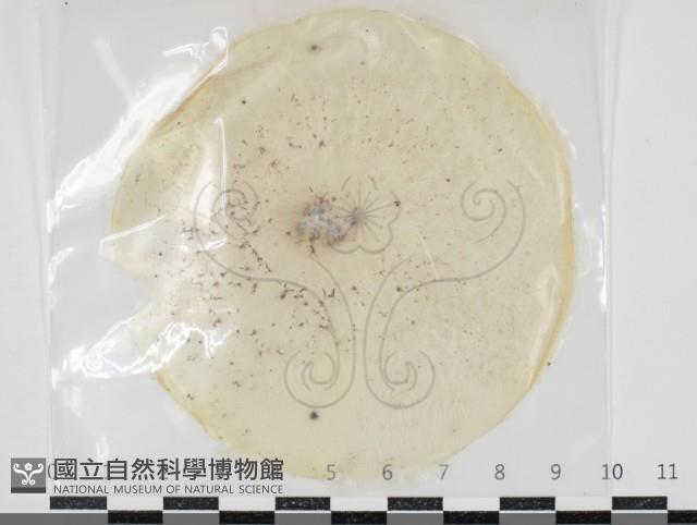 登錄號:F0034653藏品圖，第1張