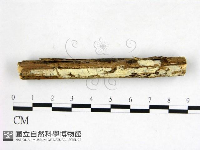 登錄號:F0022653藏品圖，第1張