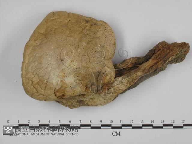 登錄號:F0002653藏品圖，第1張