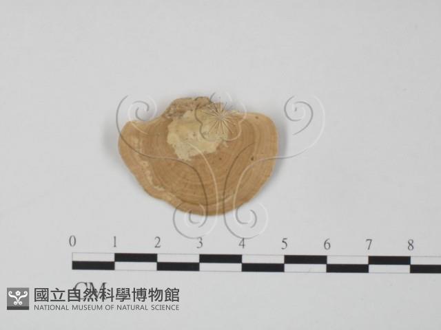 登錄號:F0012653藏品圖，第1張