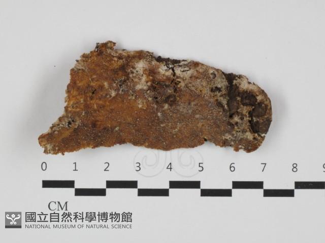 登錄號:F0032653藏品圖，第1張