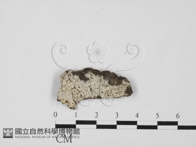 剛毛絲皮菌藏品圖，第1張
