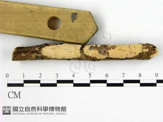 登錄號:F0007653藏品圖，第1張