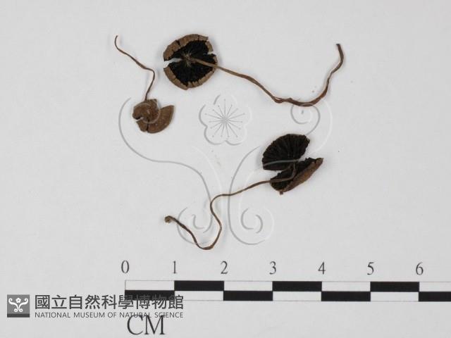 登錄號:F0025653藏品圖，第1張