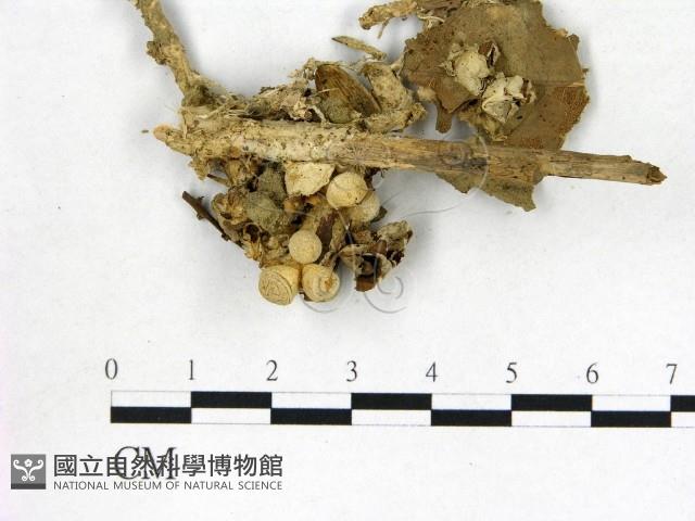 地星屬藏品圖，第1張