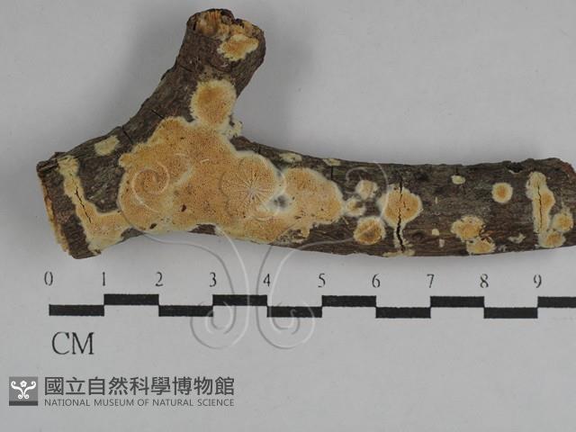 登錄號:F0029653藏品圖，第1張