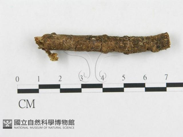 登錄號:F0009653藏品圖，第1張