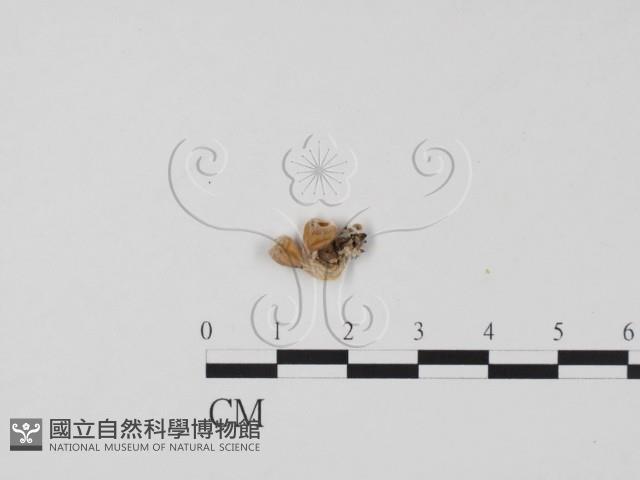 登錄號:F0019653藏品圖，第3張