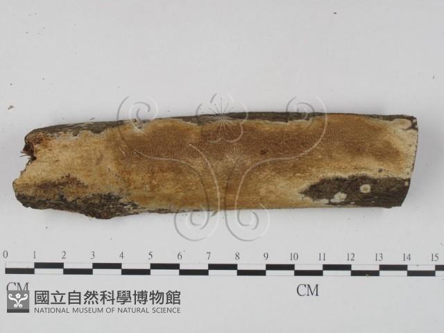 登錄號:F0023653藏品圖，第1張