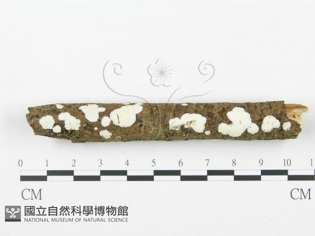 登錄號:F0003653藏品圖，第1張