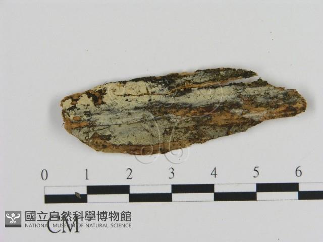 絲皮菌屬藏品圖，第1張