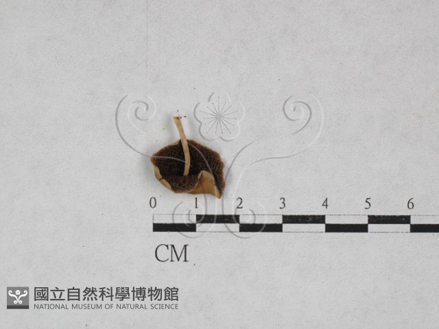 登錄號:F0028453藏品圖，第1張