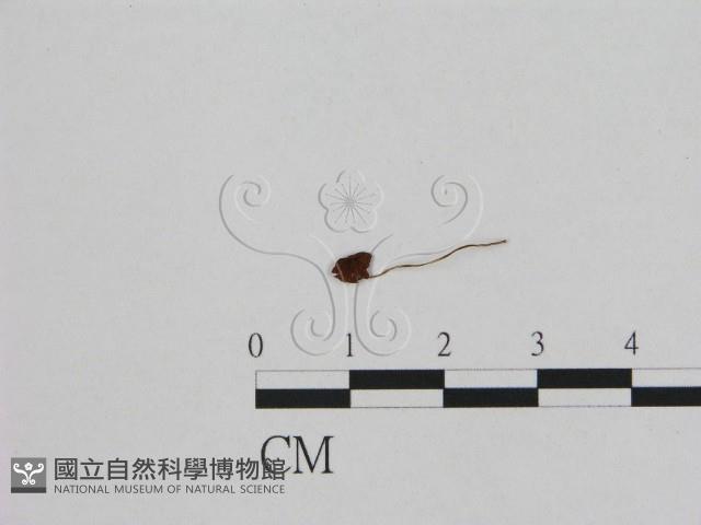登錄號:F0008453藏品圖，第1張
