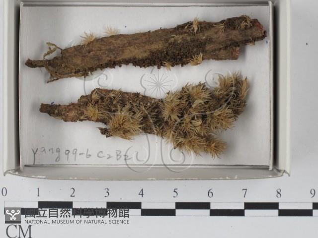 登錄號:F0018453藏品圖，第1張