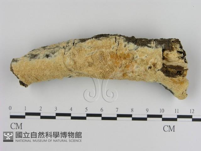 登錄號:F0020453藏品圖，第1張