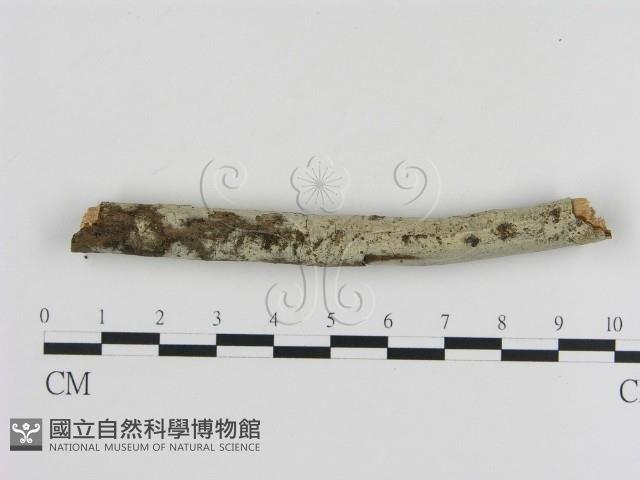 登錄號:F0000453藏品圖，第1張