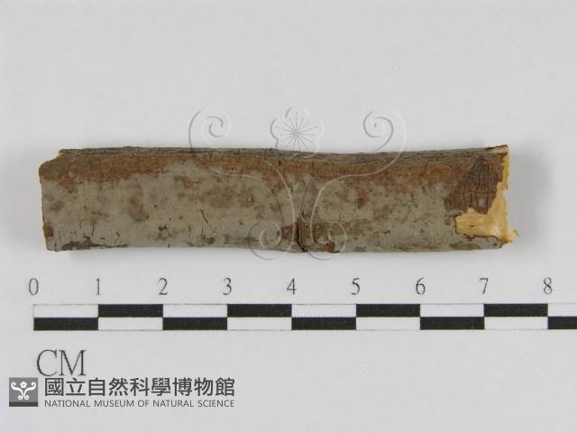 登錄號:F0010453藏品圖，第1張
