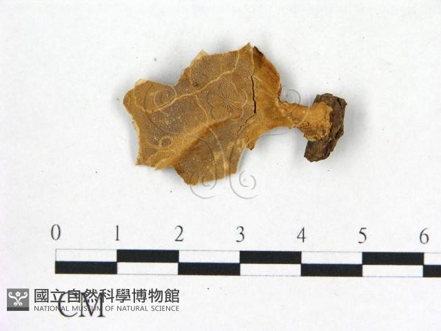 登錄號:F0016453藏品圖，第1張